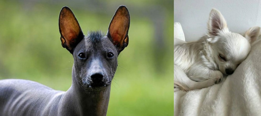 Tea Cup Chihuahua vs Mexican Hairless - Breed Comparison