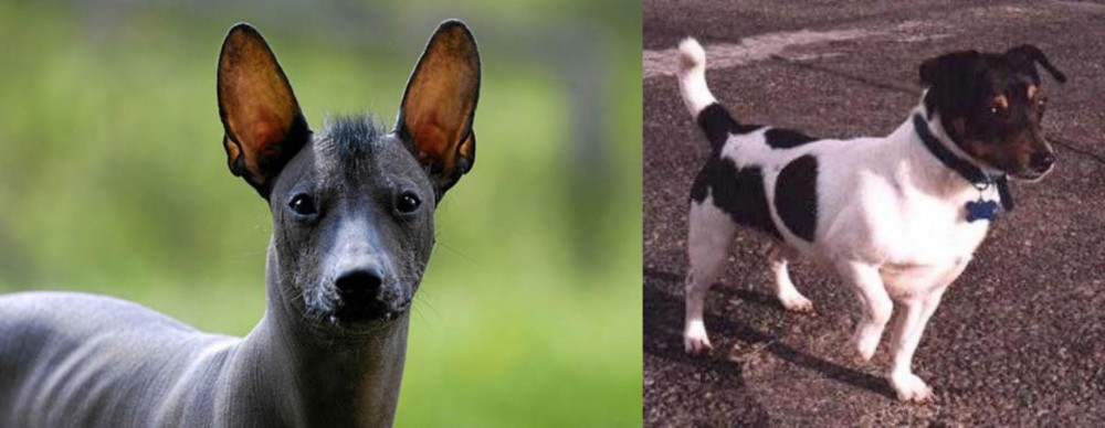 Teddy Roosevelt Terrier vs Mexican Hairless - Breed Comparison