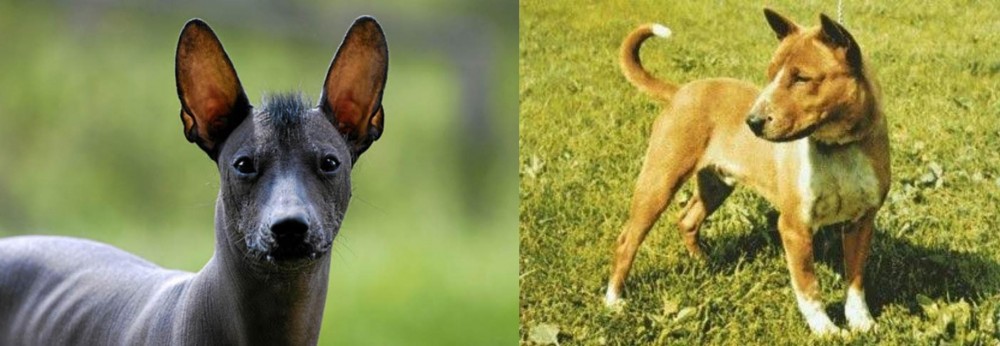 Telomian vs Mexican Hairless - Breed Comparison