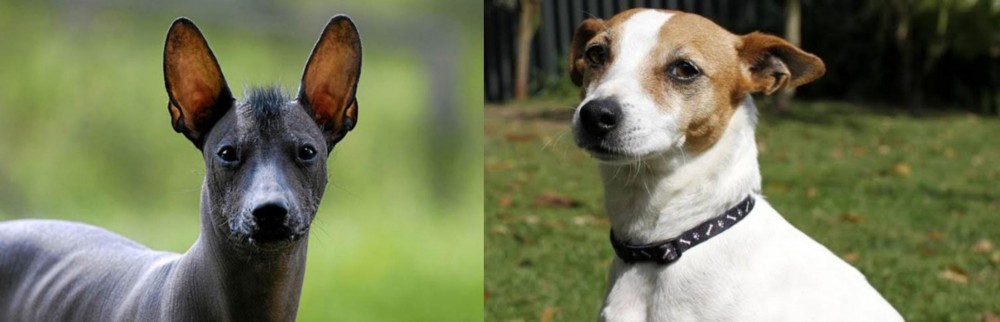 Tenterfield Terrier vs Mexican Hairless - Breed Comparison