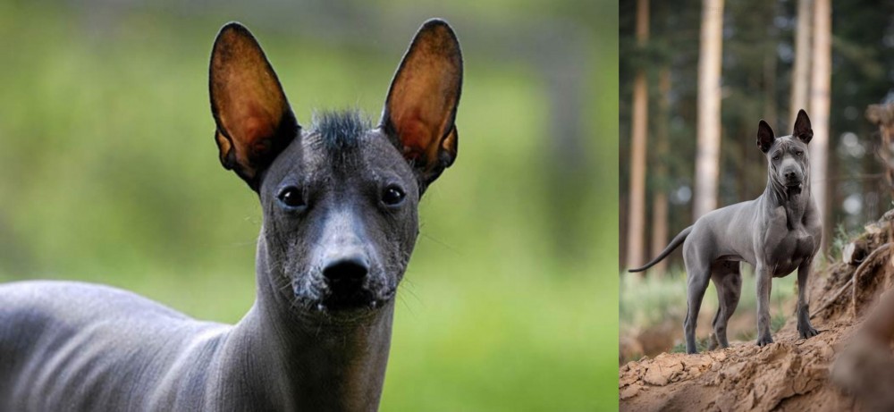 Thai Ridgeback vs Mexican Hairless - Breed Comparison