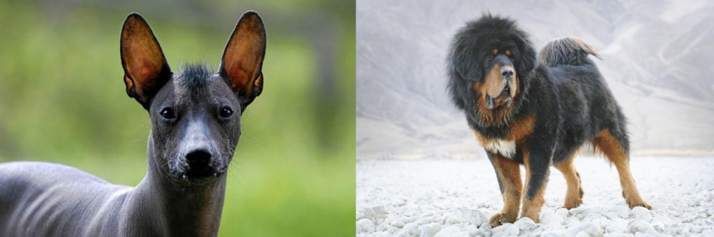 Tibetan Mastiff vs Mexican Hairless - Breed Comparison