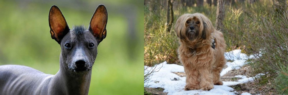 Tibetan Terrier vs Mexican Hairless - Breed Comparison