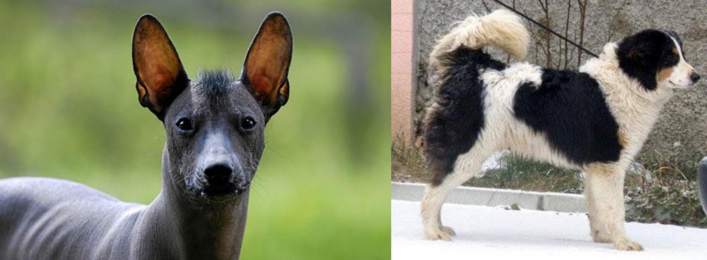 Tornjak vs Mexican Hairless - Breed Comparison