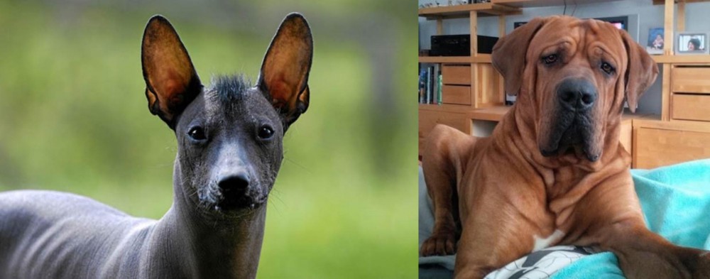 Tosa vs Mexican Hairless - Breed Comparison