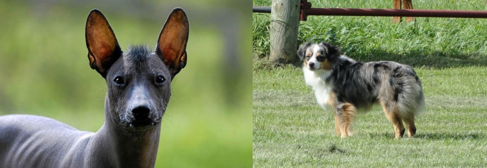 Toy Australian Shepherd vs Mexican Hairless - Breed Comparison