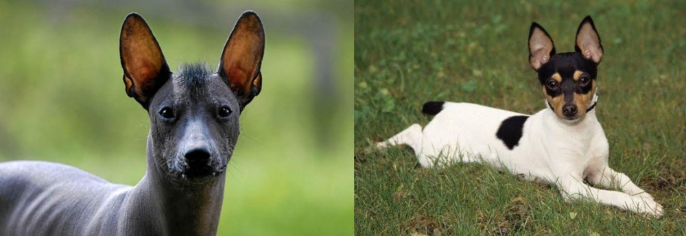 Toy Fox Terrier vs Mexican Hairless - Breed Comparison