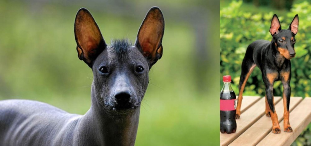 Toy Manchester Terrier vs Mexican Hairless - Breed Comparison