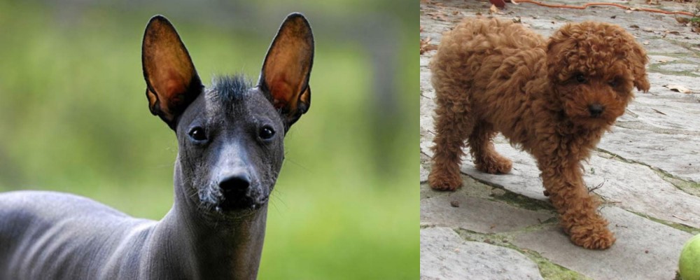 Toy Poodle vs Mexican Hairless - Breed Comparison