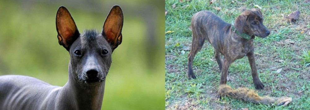 Treeing Cur vs Mexican Hairless - Breed Comparison