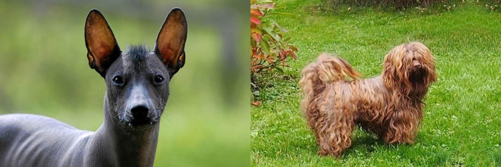 Tsvetnaya Bolonka vs Mexican Hairless - Breed Comparison