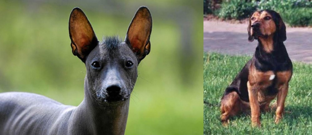 Tyrolean Hound vs Mexican Hairless - Breed Comparison