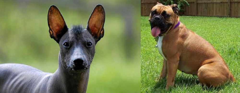 Valley Bulldog vs Mexican Hairless - Breed Comparison