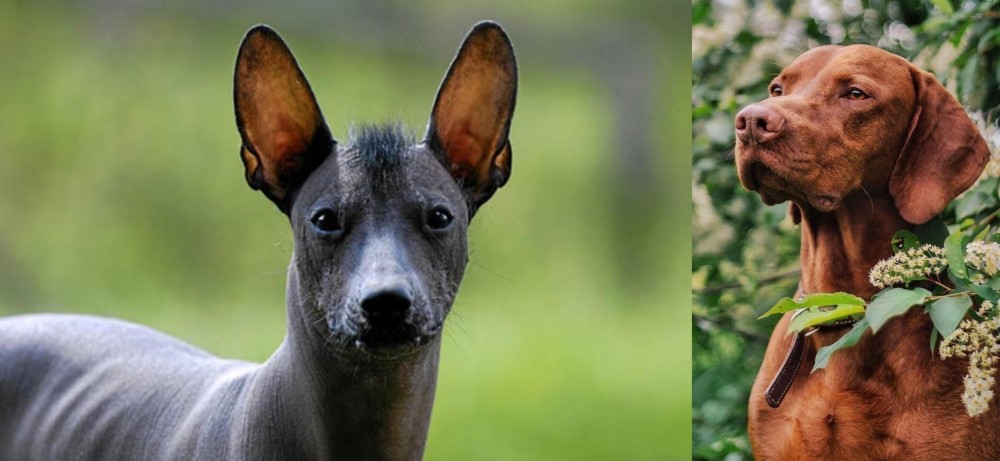 Vizsla vs Mexican Hairless - Breed Comparison