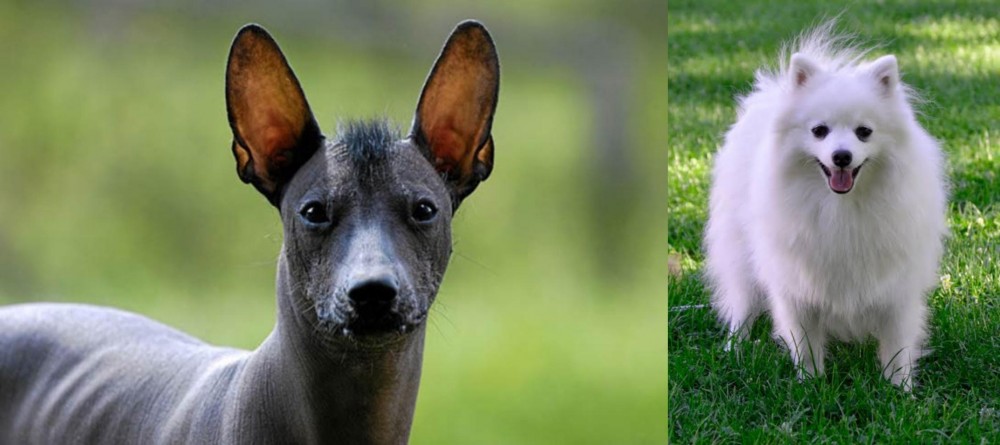 Volpino Italiano vs Mexican Hairless - Breed Comparison