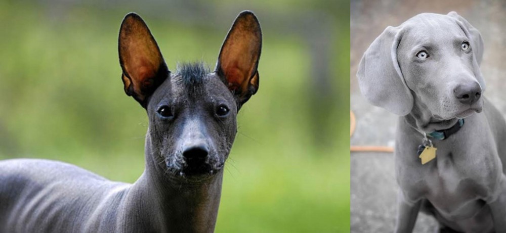 Weimaraner vs Mexican Hairless - Breed Comparison