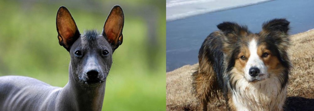 Welsh Sheepdog vs Mexican Hairless - Breed Comparison