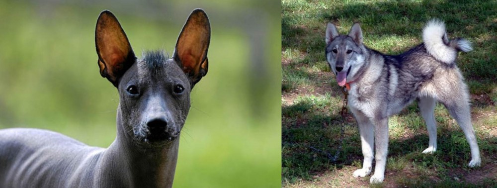 West Siberian Laika vs Mexican Hairless - Breed Comparison