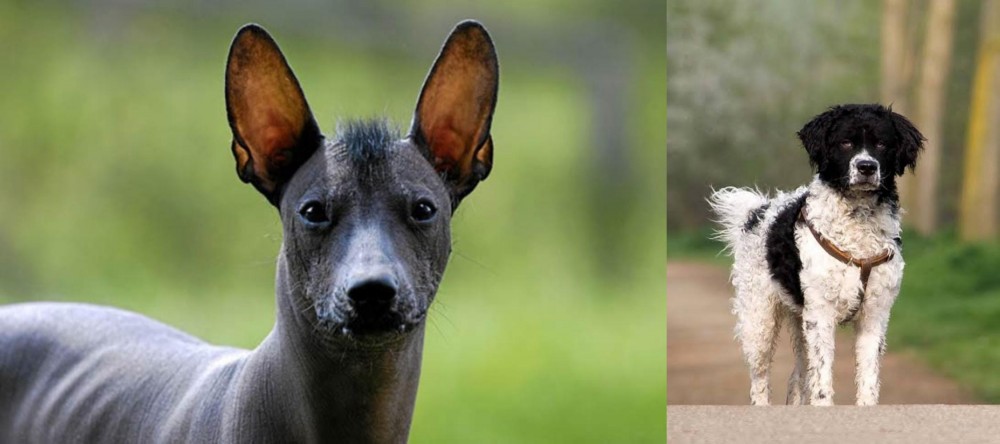 Wetterhoun vs Mexican Hairless - Breed Comparison