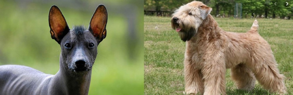 Wheaten Terrier vs Mexican Hairless - Breed Comparison