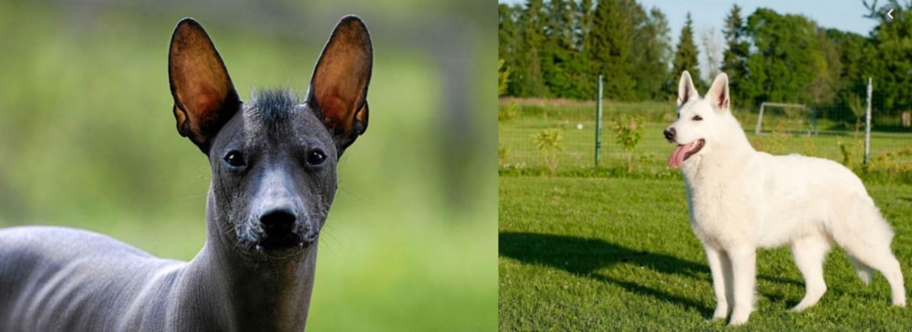 White Shepherd vs Mexican Hairless - Breed Comparison