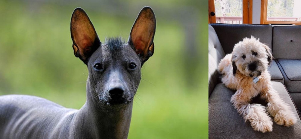 Whoodles vs Mexican Hairless - Breed Comparison