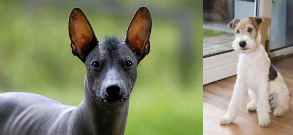 Wire Fox Terrier vs Mexican Hairless - Breed Comparison