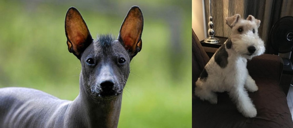 Wire Haired Fox Terrier vs Mexican Hairless - Breed Comparison