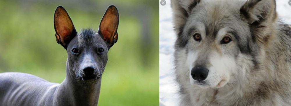 Wolfdog vs Mexican Hairless - Breed Comparison
