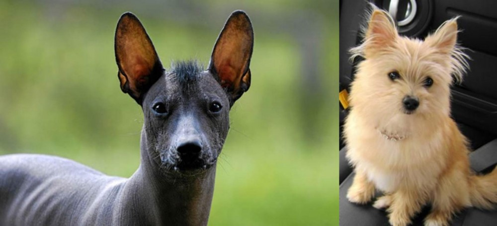 Yoranian vs Mexican Hairless - Breed Comparison