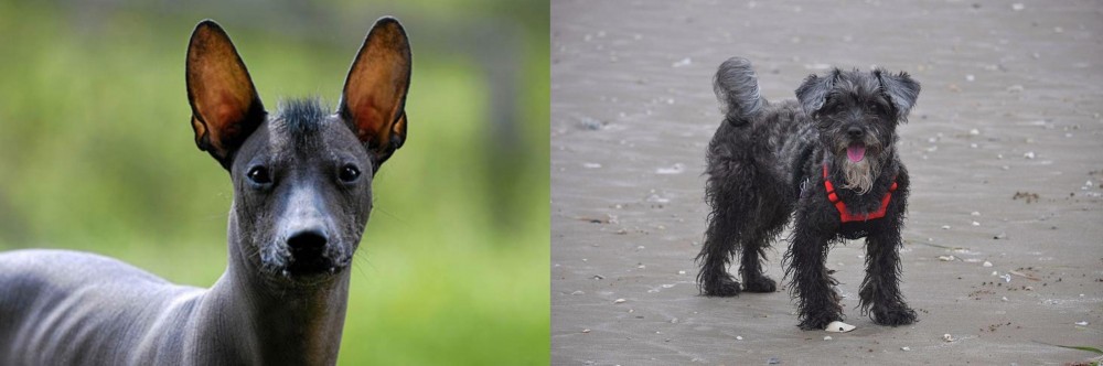 YorkiePoo vs Mexican Hairless - Breed Comparison