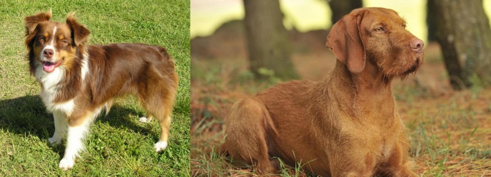 Hungarian Wirehaired Vizsla vs Miniature Australian Shepherd - Breed Comparison