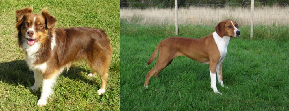 Hygenhund vs Miniature Australian Shepherd - Breed Comparison