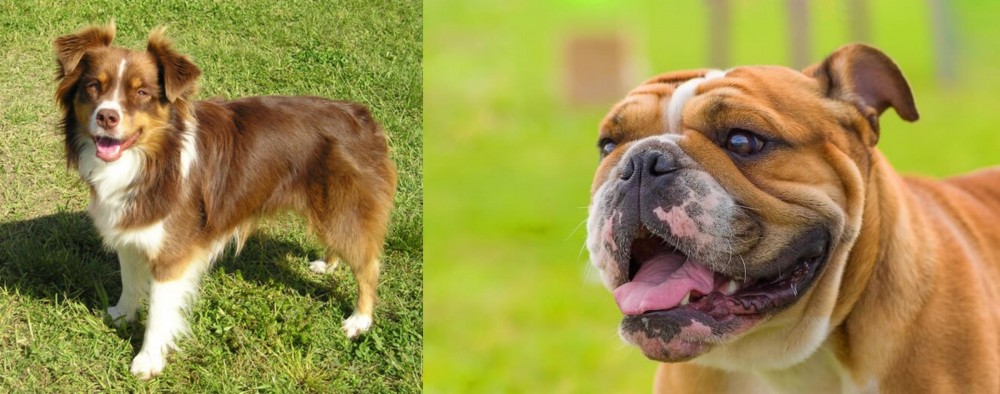 Miniature English Bulldog vs Miniature Australian Shepherd - Breed Comparison