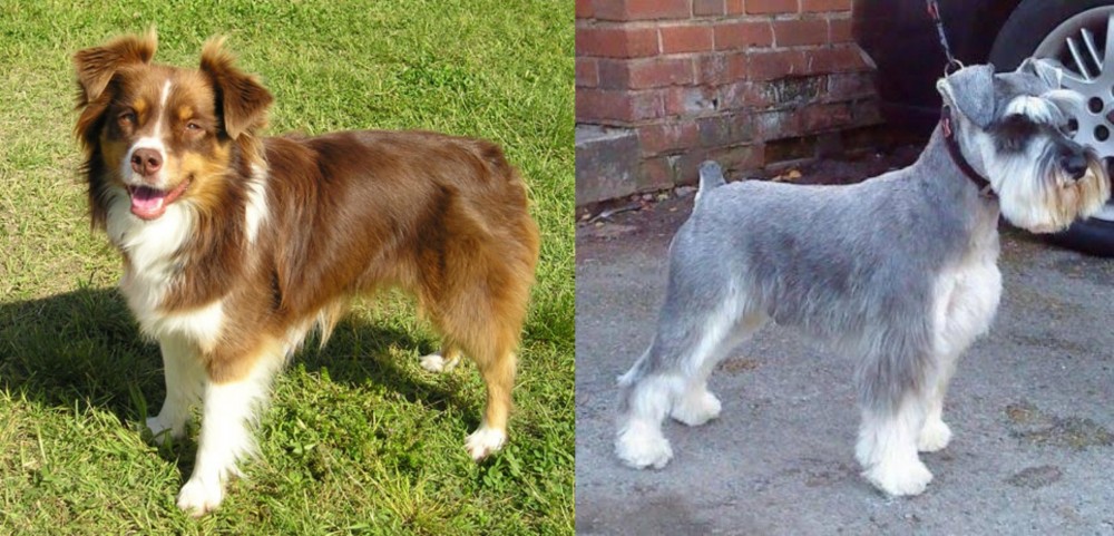Miniature Schnauzer vs Miniature Australian Shepherd - Breed Comparison
