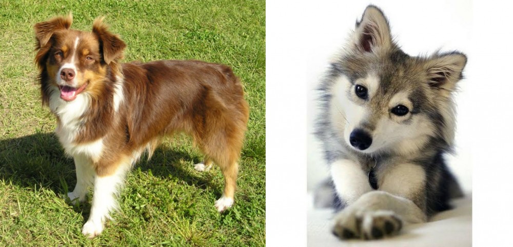 Miniature Siberian Husky vs Miniature Australian Shepherd - Breed Comparison