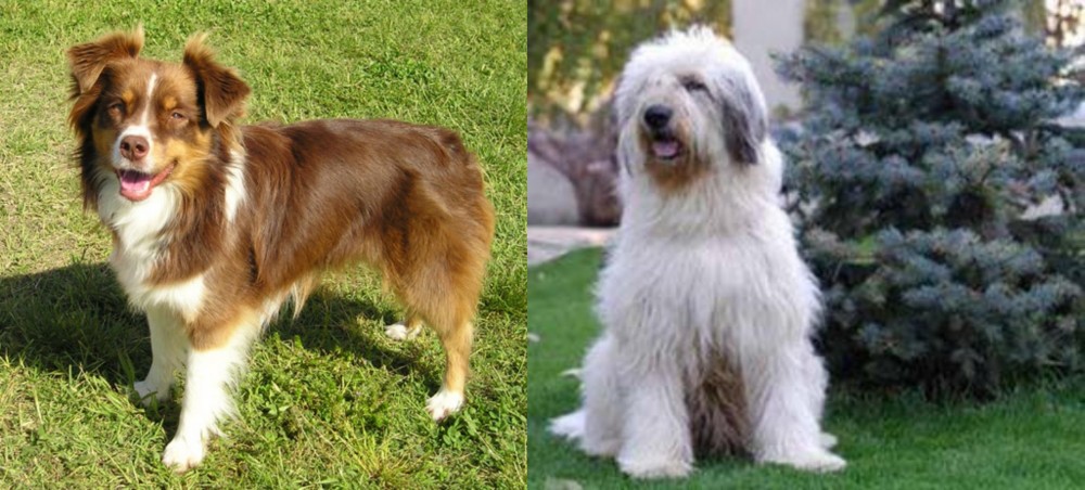 Mioritic Sheepdog vs Miniature Australian Shepherd - Breed Comparison