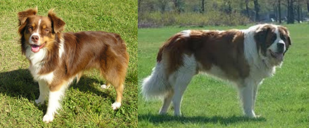 Moscow Watchdog vs Miniature Australian Shepherd - Breed Comparison