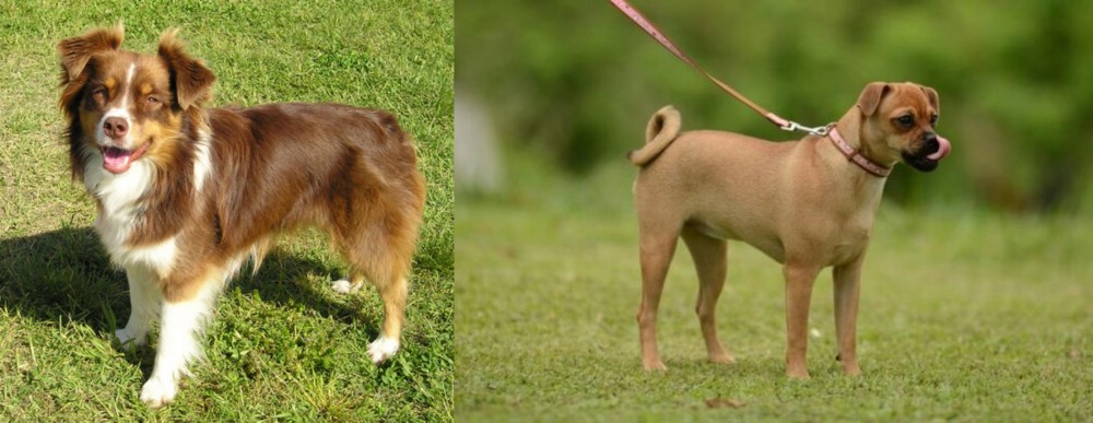 Muggin vs Miniature Australian Shepherd - Breed Comparison