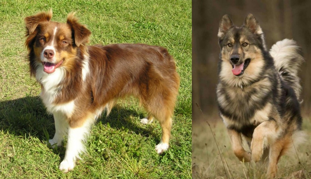 Native American Indian Dog vs Miniature Australian Shepherd - Breed Comparison