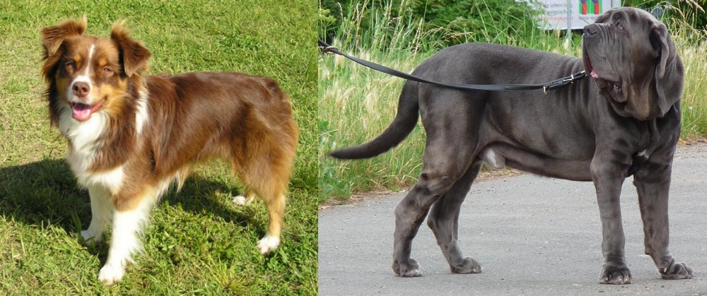 Neapolitan Mastiff vs Miniature Australian Shepherd - Breed Comparison