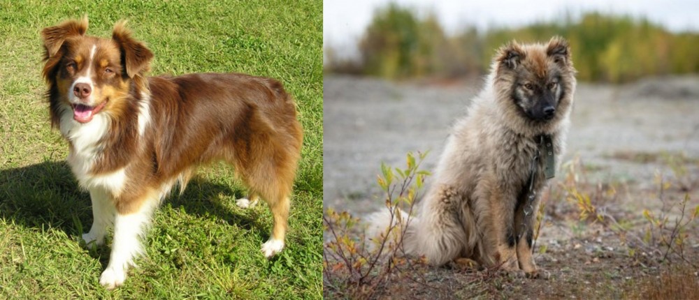Nenets Herding Laika vs Miniature Australian Shepherd - Breed Comparison