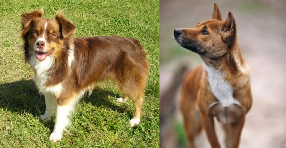 New Guinea Singing Dog vs Miniature Australian Shepherd - Breed Comparison