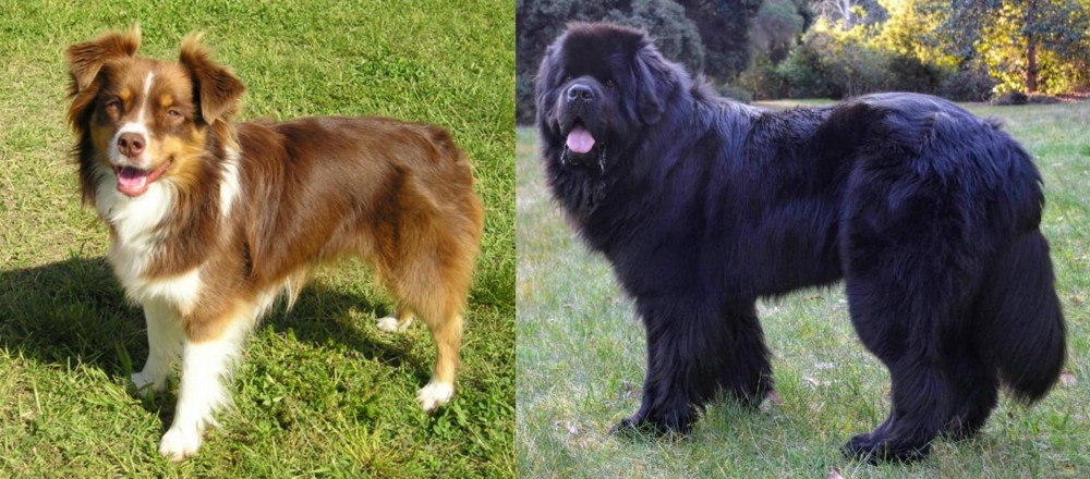 Newfoundland Dog vs Miniature Australian Shepherd - Breed Comparison