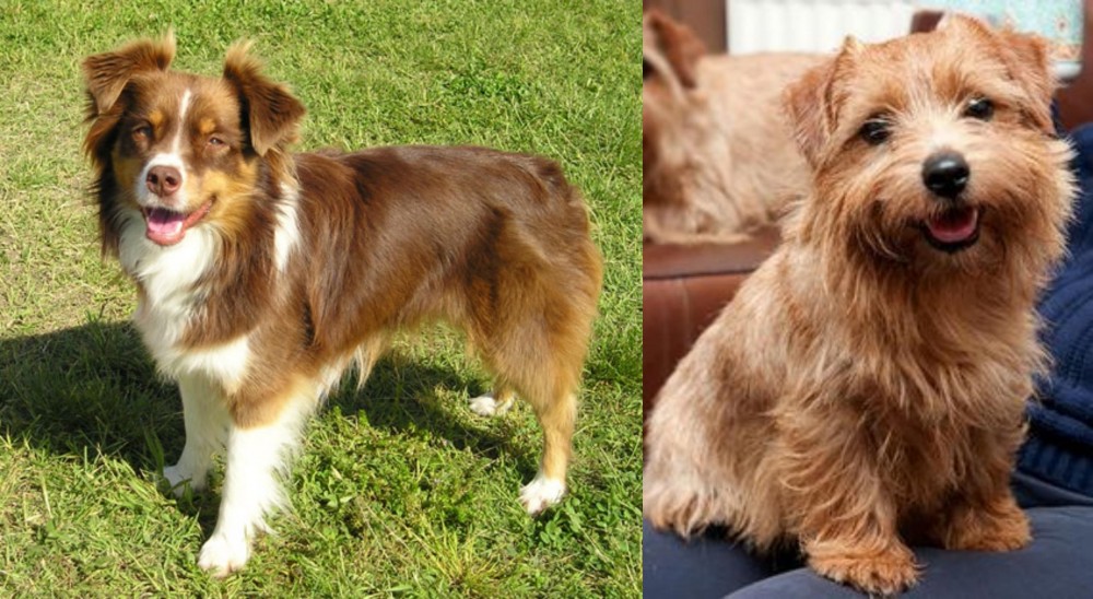 Norfolk Terrier vs Miniature Australian Shepherd - Breed Comparison