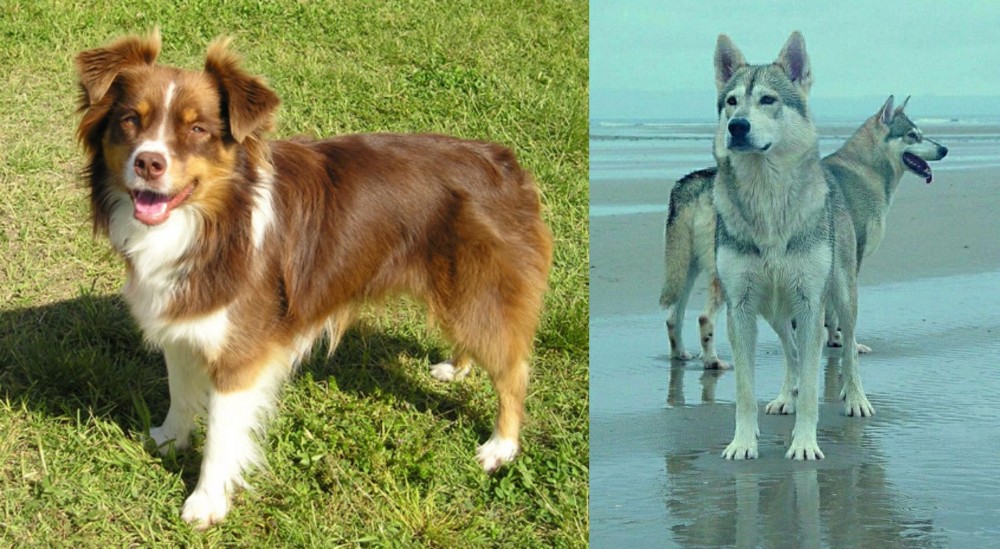 Northern Inuit Dog vs Miniature Australian Shepherd - Breed Comparison