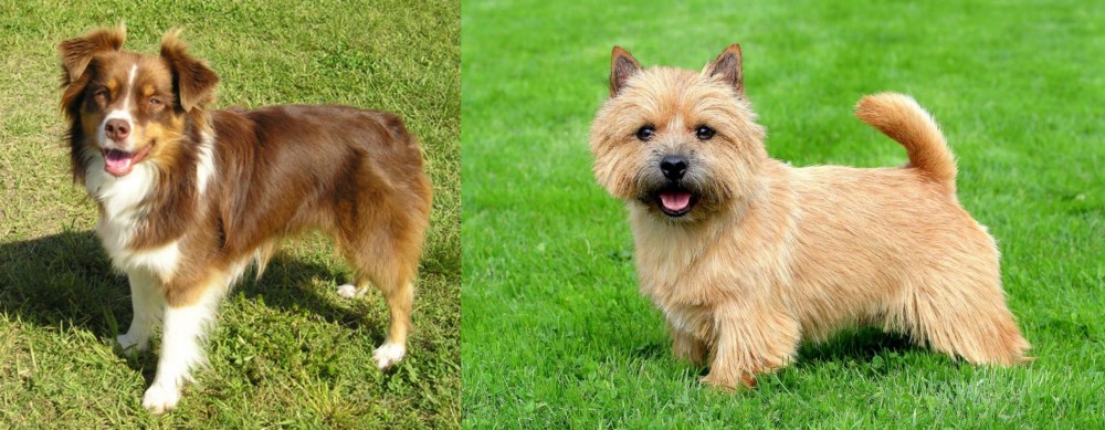 Norwich Terrier vs Miniature Australian Shepherd - Breed Comparison