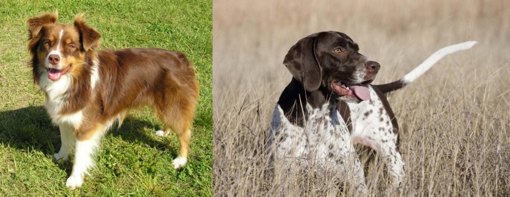 Old Danish Pointer vs Miniature Australian Shepherd - Breed Comparison