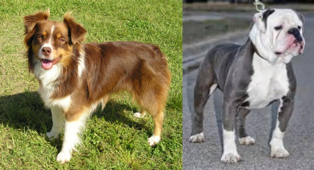 Old English Bulldog vs Miniature Australian Shepherd - Breed Comparison