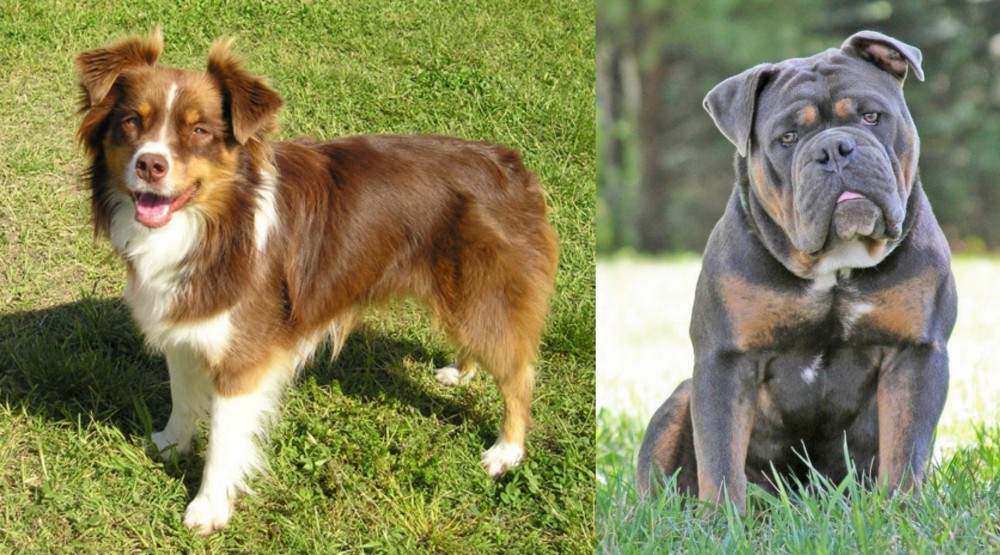 Olde English Bulldogge vs Miniature Australian Shepherd - Breed Comparison